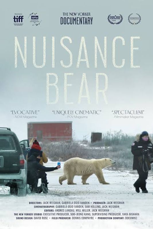 Nuisance Bear